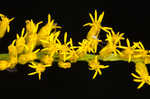 Canada goldenrod